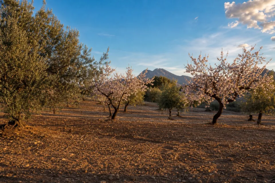 Urban plot in Javea